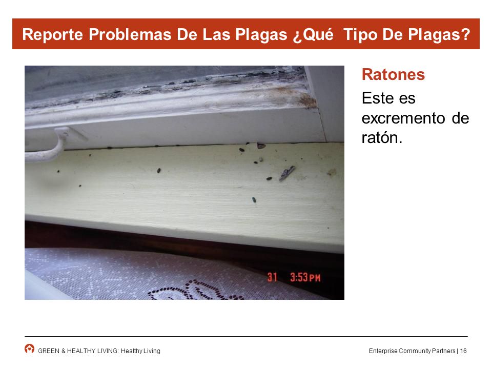Reporte Problemas De Las Plagas ¿Qué Tipo De Plagas