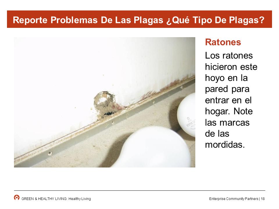 Reporte Problemas De Las Plagas ¿Qué Tipo De Plagas