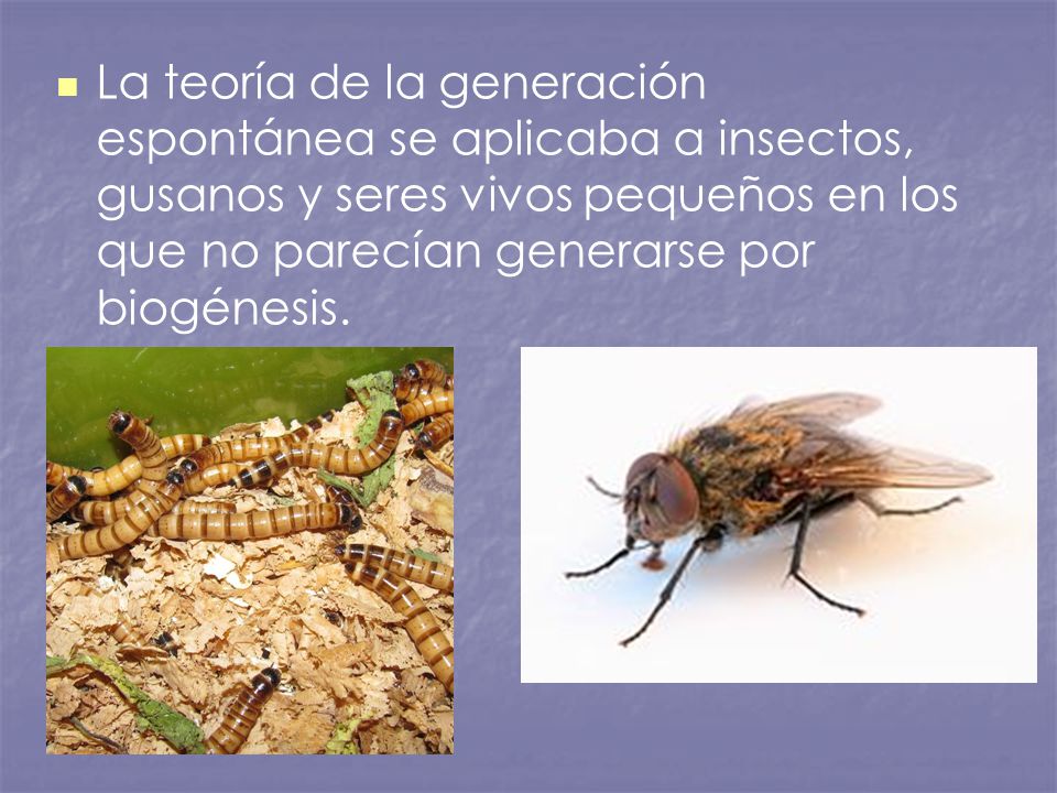 La teoría de la generación espontánea se aplicaba a insectos, gusanos y seres vivos pequeños en los que no parecían generarse por biogénesis.