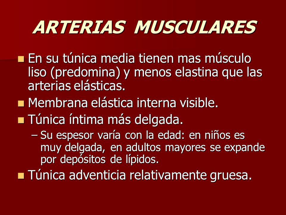 ARTERIAS MUSCULARES En su túnica media tienen mas músculo liso (predomina) y menos elastina que las arterias elásticas.
