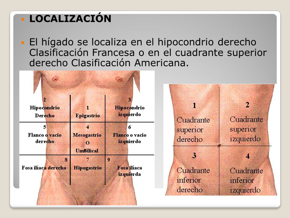 LOCALIZACIÓN El hígado se localiza en el hipocondrio derecho Clasificación Francesa o en el cuadrante superior derecho Clasificación Americana.