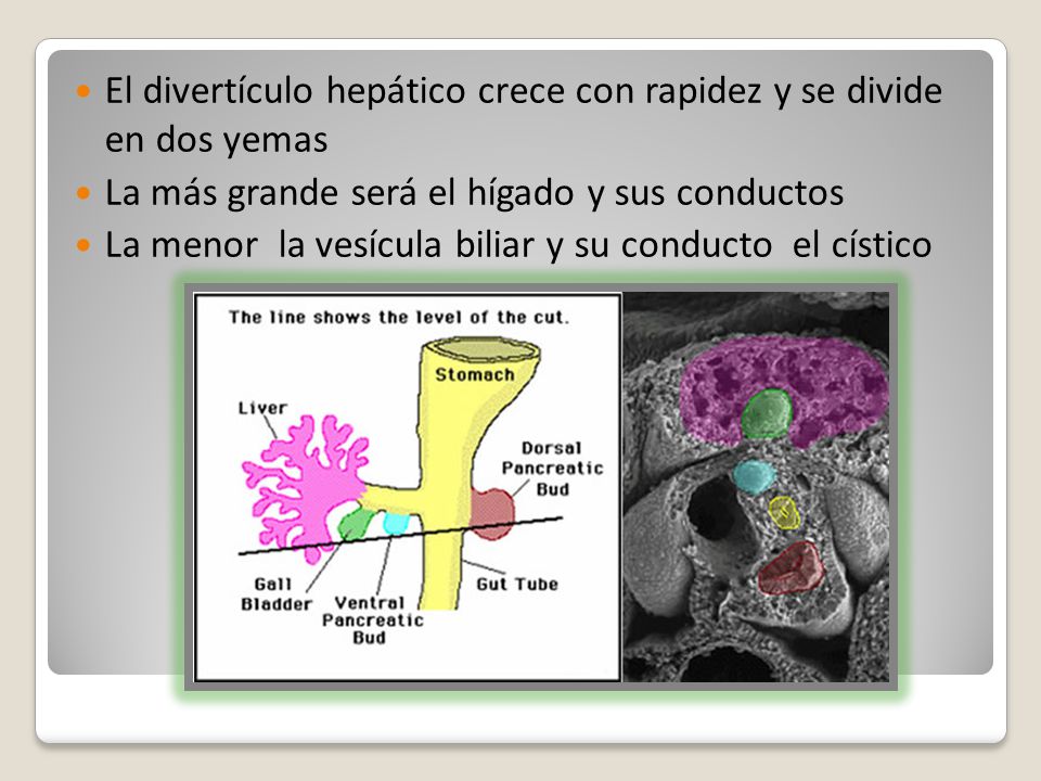 El divertículo hepático crece con rapidez y se divide en dos yemas