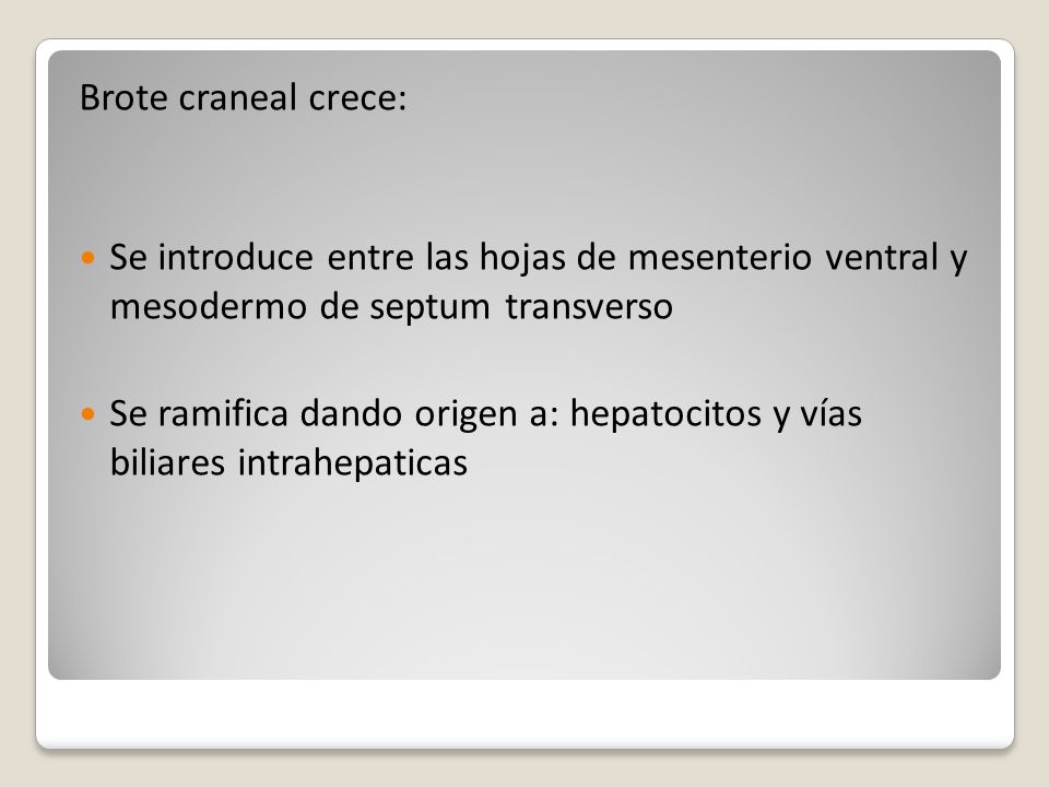Brote craneal crece: Se introduce entre las hojas de mesenterio ventral y mesodermo de septum transverso.