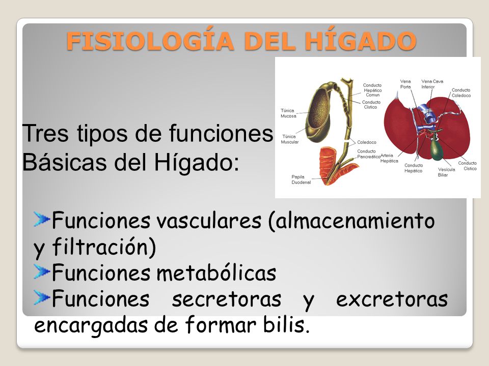 Tres tipos de funciones Básicas del Hígado: