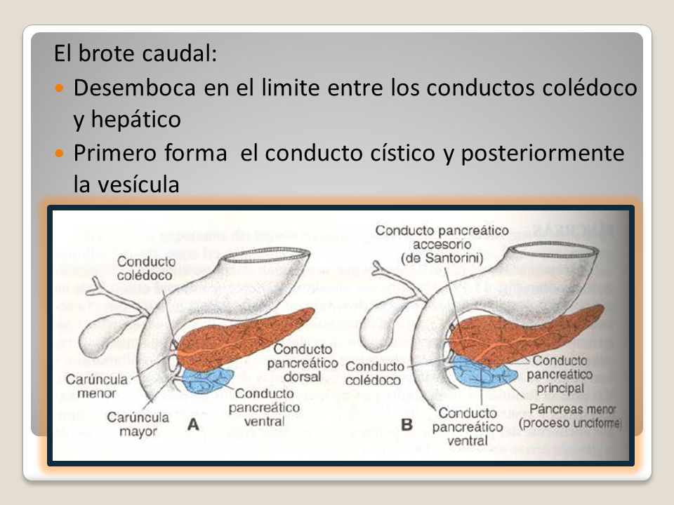 El brote caudal: Desemboca en el limite entre los conductos colédoco y hepático.