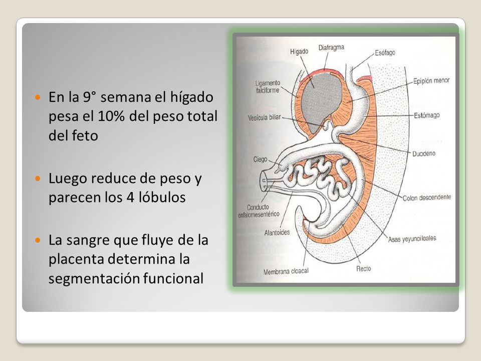 En la 9° semana el hígado pesa el 10% del peso total del feto
