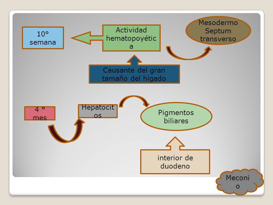 Actividad hematopoyética 10° semana