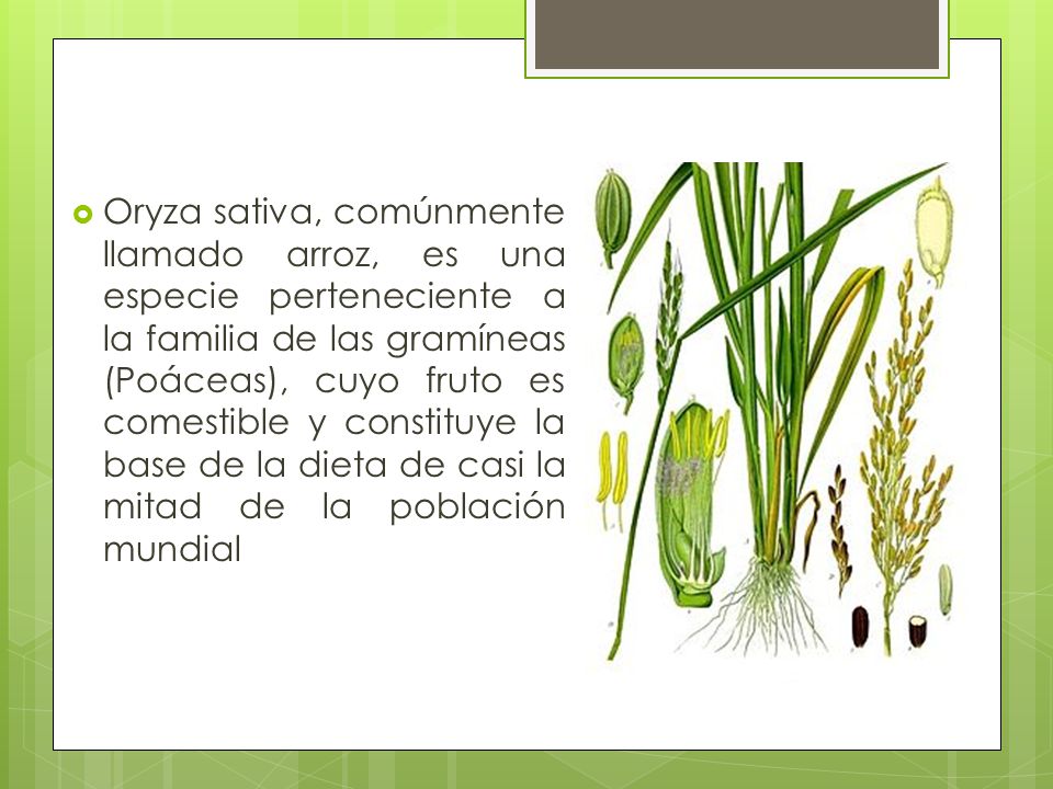 Oryza sativa, comúnmente llamado arroz, es una especie perteneciente a la familia de las gramíneas (Poáceas), cuyo fruto es comestible y constituye la base de la dieta de casi la mitad de la población mundial