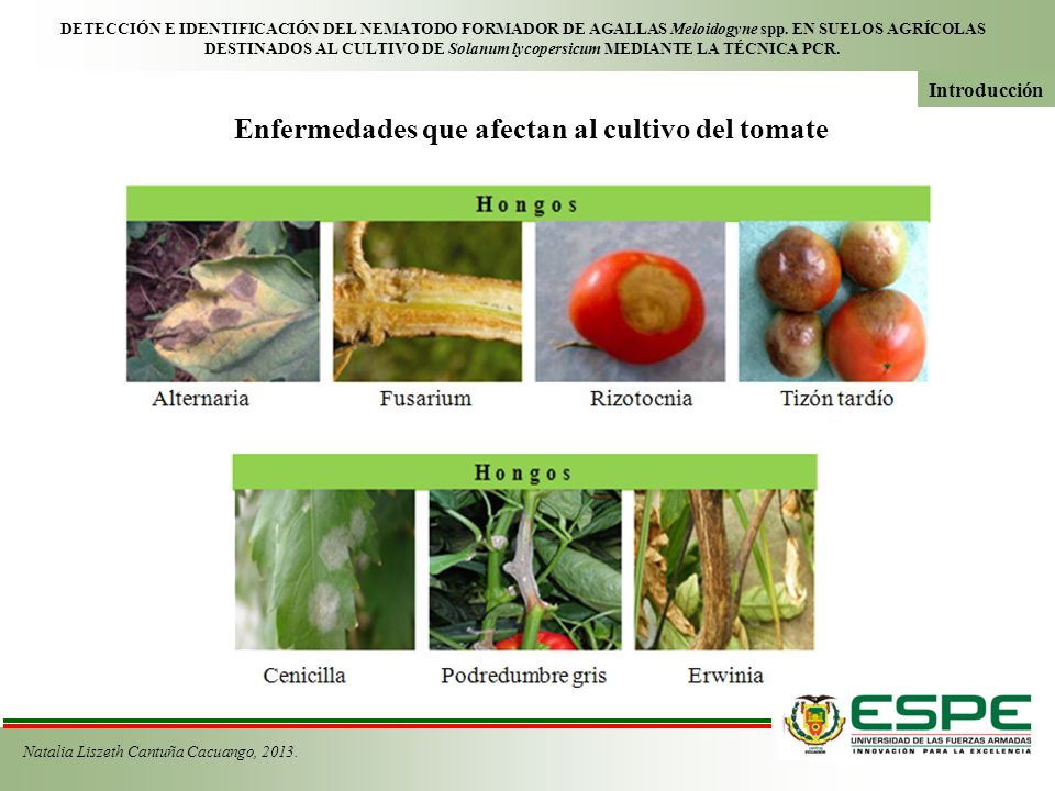 Enfermedades que afectan al cultivo del tomate