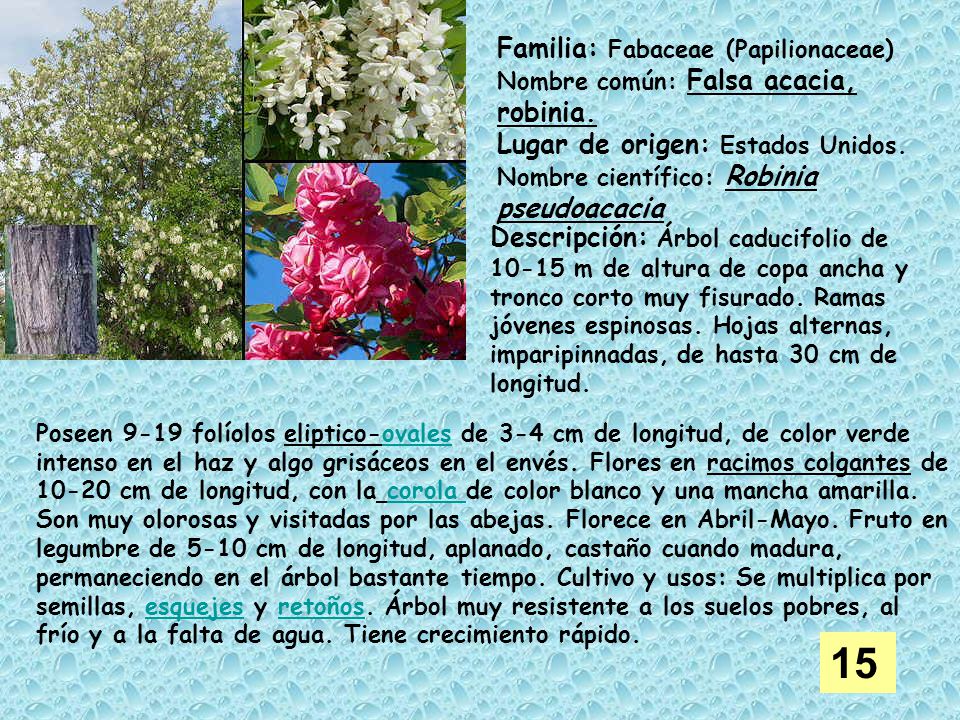 15 Familia: Fabaceae (Papilionaceae) Lugar de origen: Estados Unidos.