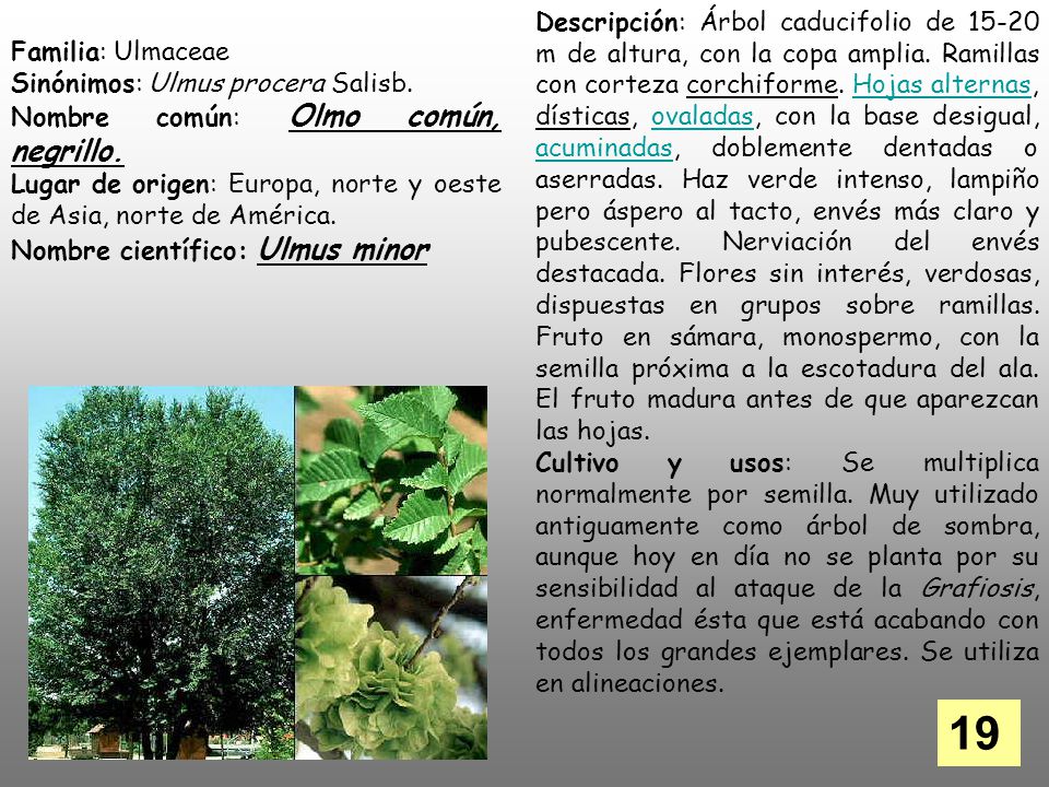 Descripción: Árbol caducifolio de m de altura, con la copa amplia. Ramillas con corteza corchiforme. Hojas alternas, dísticas, ovaladas, con la base desigual, acuminadas, doblemente dentadas o aserradas. Haz verde intenso, lampiño pero áspero al tacto, envés más claro y pubescente. Nerviación del envés destacada. Flores sin interés, verdosas, dispuestas en grupos sobre ramillas. Fruto en sámara, monospermo, con la semilla próxima a la escotadura del ala. El fruto madura antes de que aparezcan las hojas.