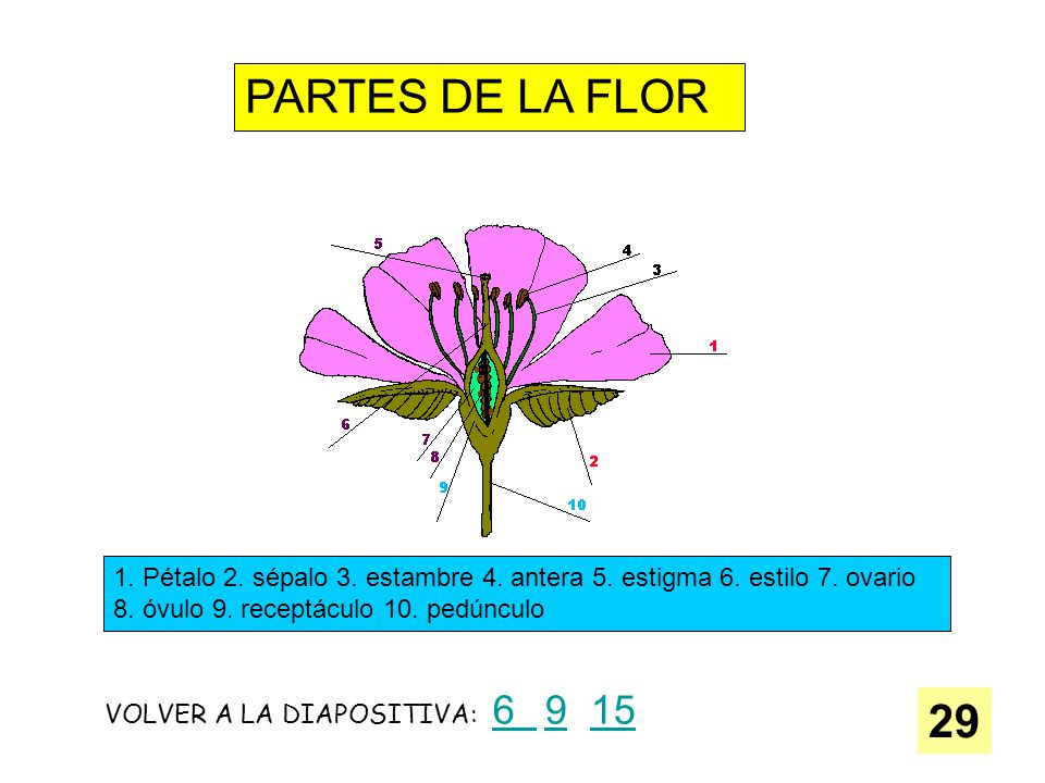 PARTES DE LA FLOR 1. Pétalo 2. sépalo 3. estambre 4. antera 5. estigma 6. estilo 7. ovario 8. óvulo 9. receptáculo 10. pedúnculo.