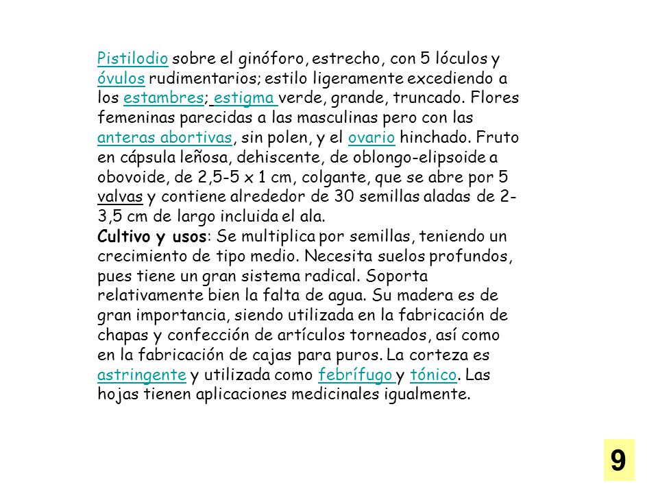 Pistilodio sobre el ginóforo, estrecho, con 5 lóculos y óvulos rudimentarios; estilo ligeramente excediendo a los estambres; estigma verde, grande, truncado. Flores femeninas parecidas a las masculinas pero con las anteras abortivas, sin polen, y el ovario hinchado. Fruto en cápsula leñosa, dehiscente, de oblongo-elipsoide a obovoide, de 2,5-5 x 1 cm, colgante, que se abre por 5 valvas y contiene alrededor de 30 semillas aladas de 2-3,5 cm de largo incluida el ala.