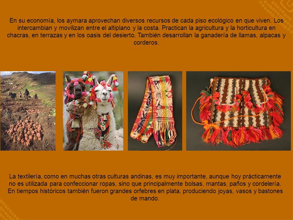 En su economía, los aymara aprovechan diversos recursos de cada piso ecológico en que viven. Los intercambian y movilizan entre el altiplano y la costa. Practican la agricultura y la horticultura en chacras, en terrazas y en los oasis del desierto. También desarrollan la ganadería de llamas, alpacas y corderos.
