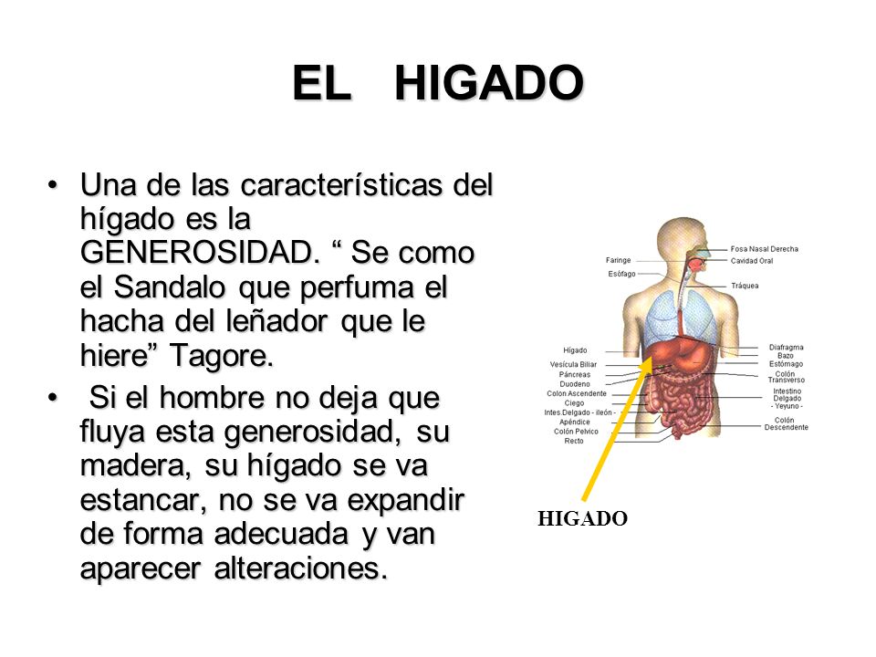 EL HIGADO Una de las características del hígado es la GENEROSIDAD. Se como el Sandalo que perfuma el hacha del leñador que le hiere Tagore.