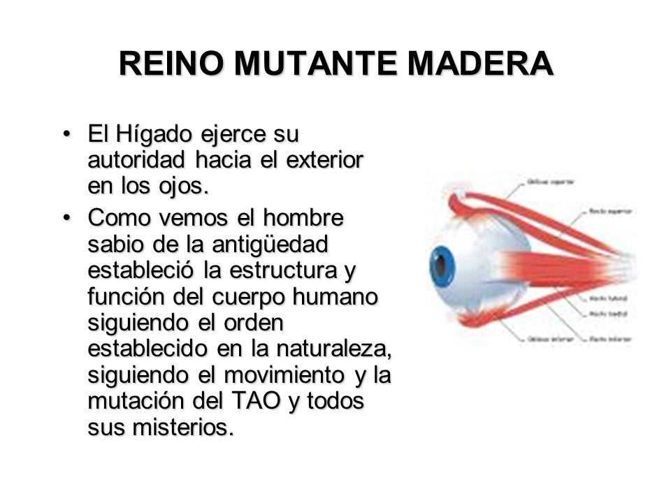 REINO MUTANTE MADERA El Hígado ejerce su autoridad hacia el exterior en los ojos.