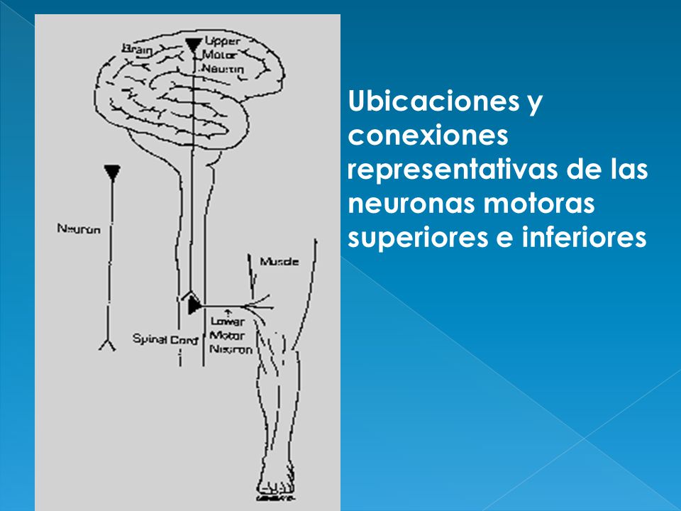 Ubicaciones y conexiones representativas de las neuronas motoras superiores e inferiores