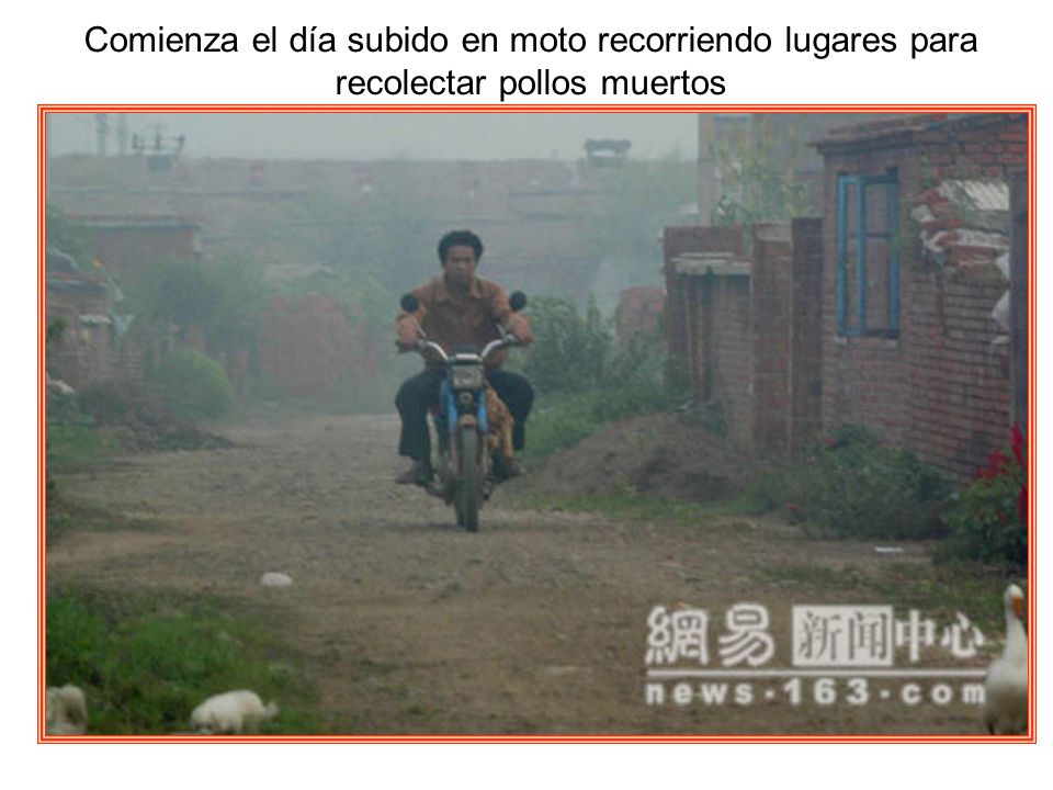Comienza el día subido en moto recorriendo lugares para recolectar pollos muertos
