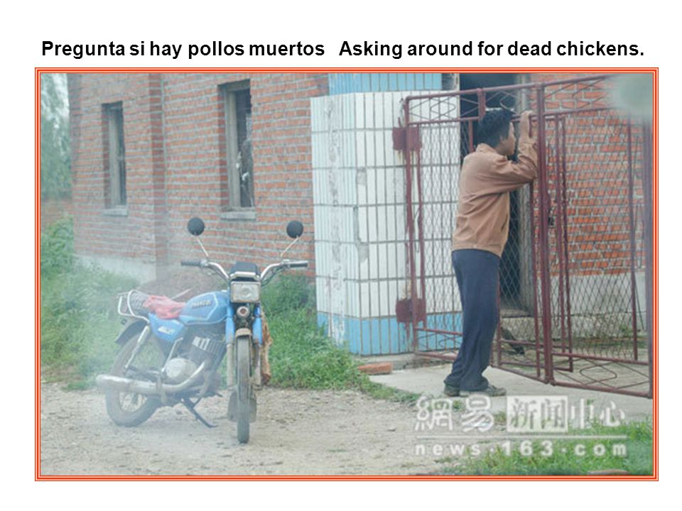 Pregunta si hay pollos muertos Asking around for dead chickens.