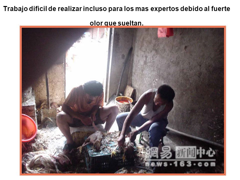 Trabajo dificil de realizar incluso para los mas expertos debido al fuerte olor que sueltan.