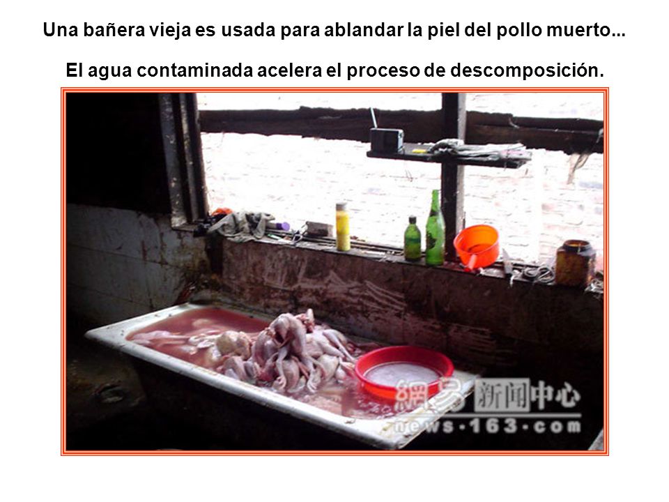 Una bañera vieja es usada para ablandar la piel del pollo muerto