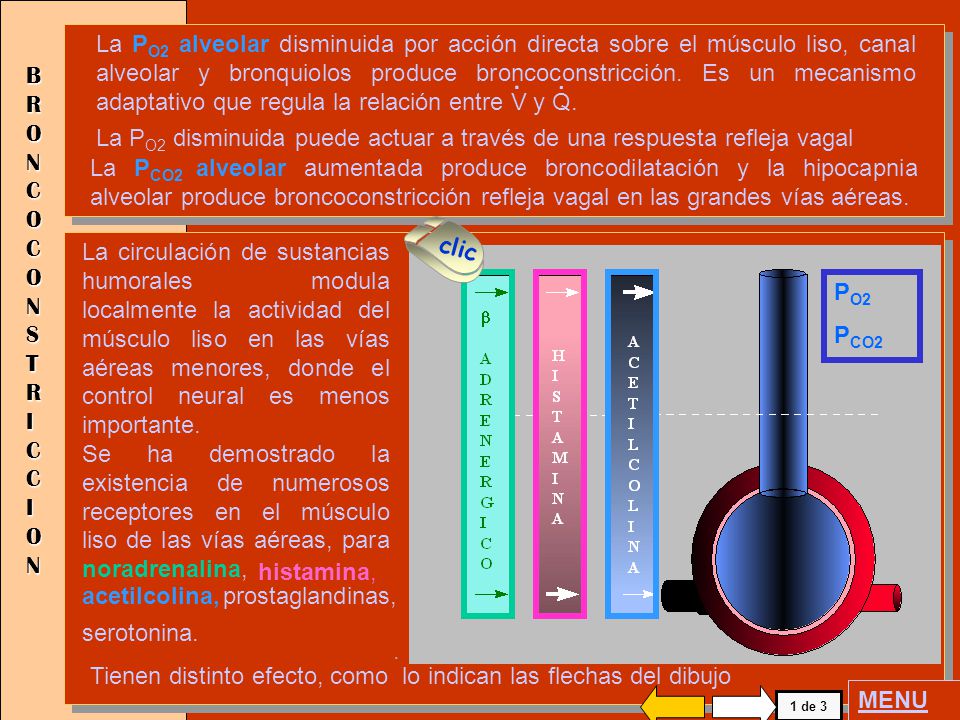 La PO2 alveolar disminuida por acción directa sobre el músculo liso, canal alveolar y bronquiolos produce broncoconstricción. Es un mecanismo adaptativo que regula la relación entre V y Q.