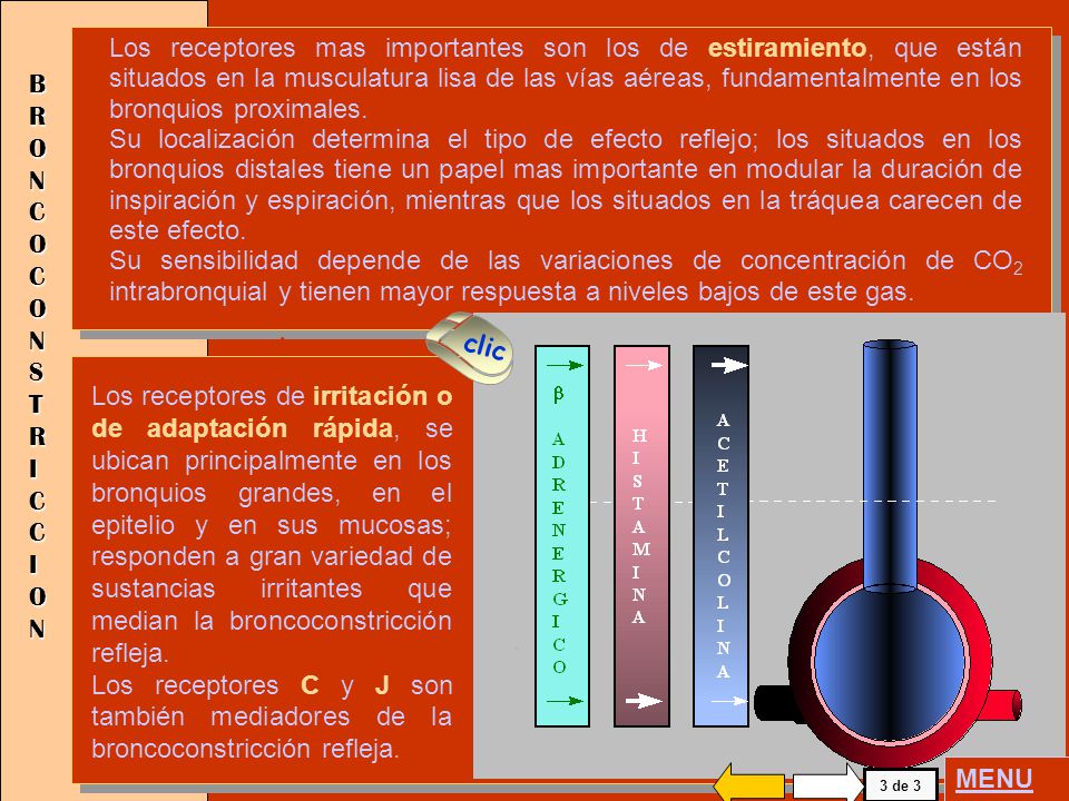 Los receptores mas importantes son los de estiramiento, que están situados en la musculatura lisa de las vías aéreas, fundamentalmente en los bronquios proximales.