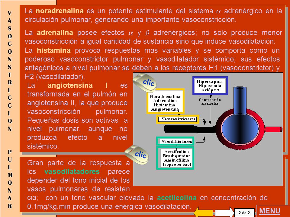 La noradrenalina es un potente estimulante del sistema a adrenérgico en la circulación pulmonar, generando una importante vasoconstricción.