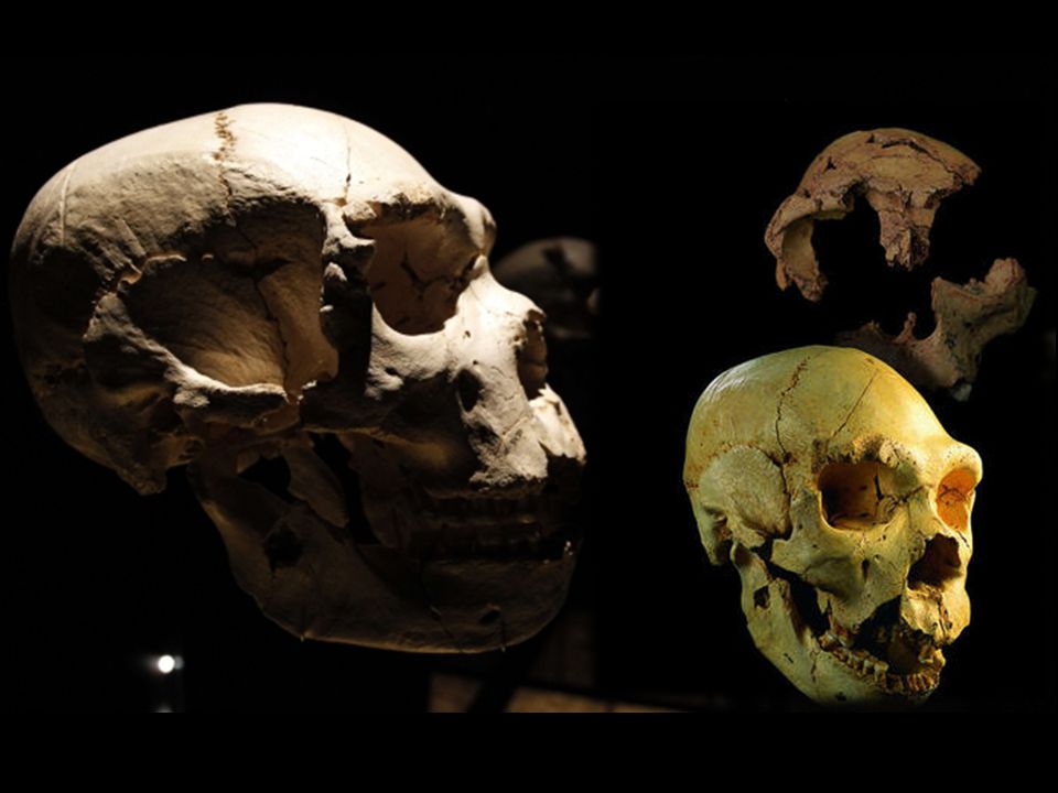 Miguelón Fue encontrado en 1992 en la Sima de los Huesos de Atapuerca