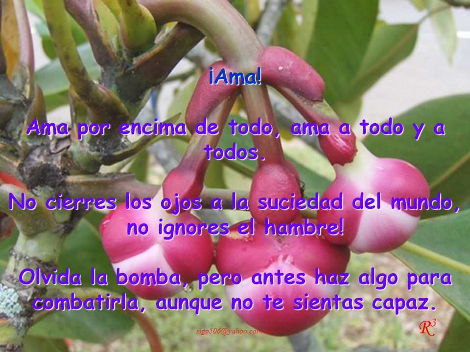 Ama por encima de todo, ama a todo y a todos.