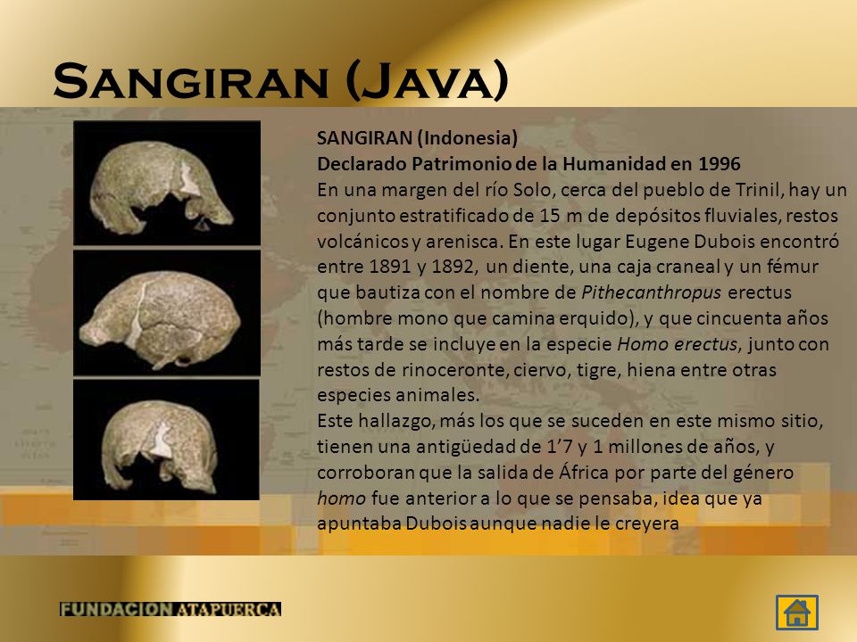 Sangiran (Java) SANGIRAN (Indonesia) Declarado Patrimonio de la Humanidad en