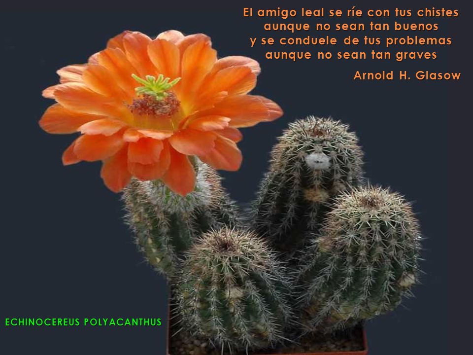El amigo leal se ríe con tus chistes aunque no sean tan buenos