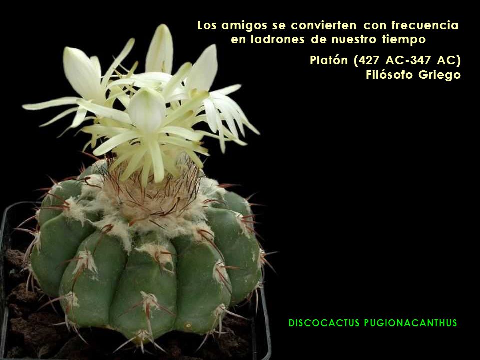Los amigos se convierten con frecuencia en ladrones de nuestro tiempo