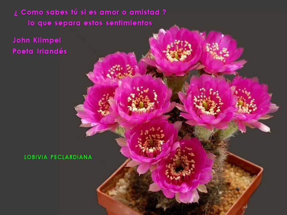 ¿ Como sabes tú si es amor o amistad
