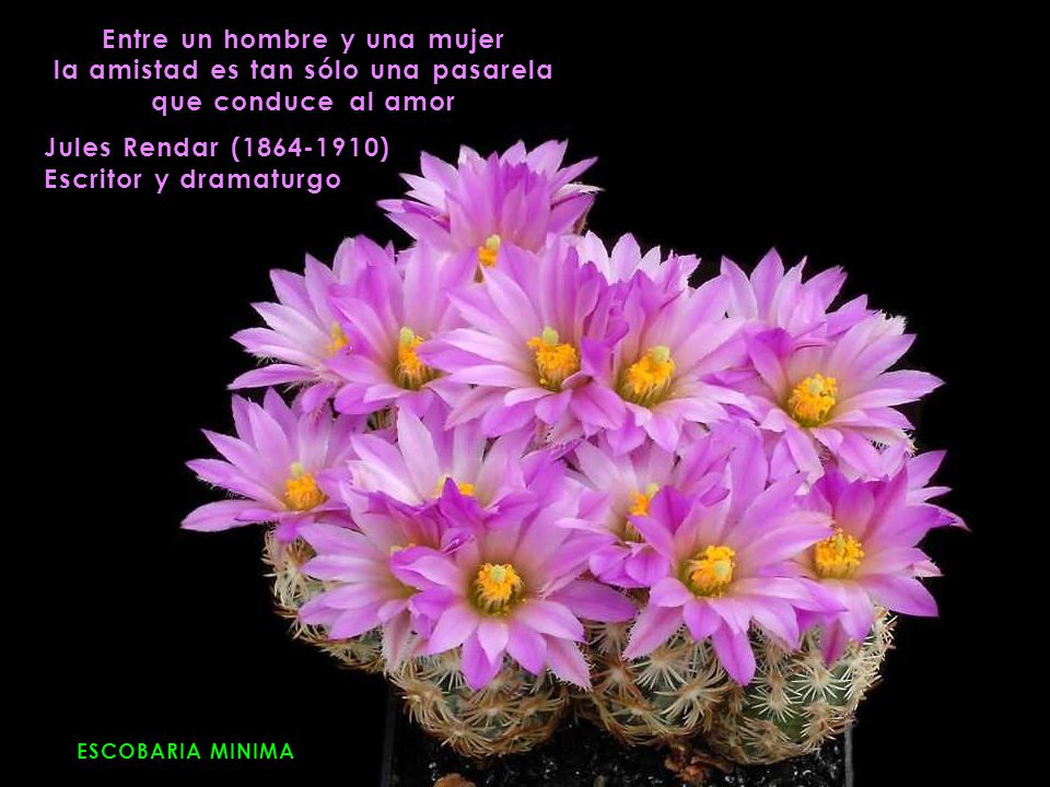 Entre un hombre y una mujer la amistad es tan sólo una pasarela