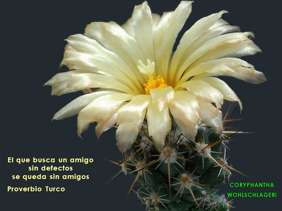 El que busca un amigo sin defectos se queda sin amigos
