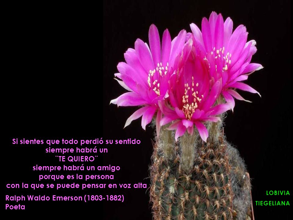 Si sientes que todo perdió su sentido siempre habrá un ¨TE QUIERO¨