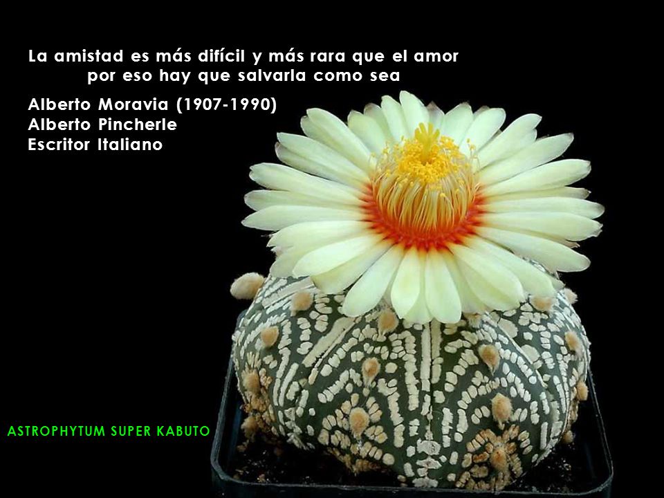 La amistad es más difícil y más rara que el amor