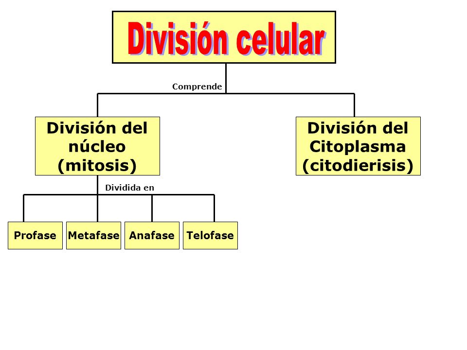 División del núcleo (mitosis) División del Citoplasma (citodierisis)