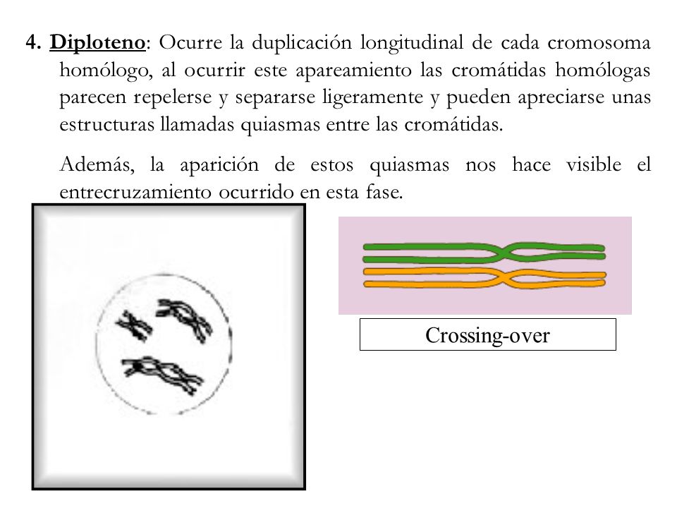 4. Diploteno: Ocurre la duplicación longitudinal de cada cromosoma homólogo, al ocurrir este apareamiento las cromátidas homólogas parecen repelerse y separarse ligeramente y pueden apreciarse unas estructuras llamadas quiasmas entre las cromátidas.
