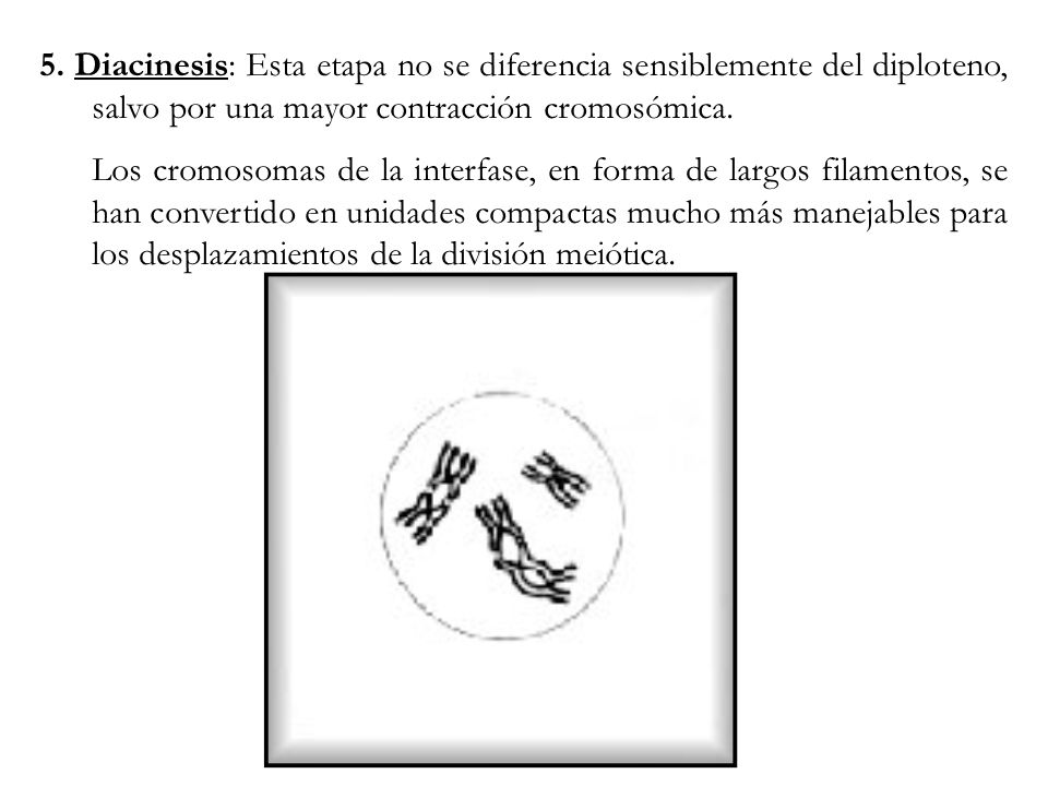 5. Diacinesis: Esta etapa no se diferencia sensiblemente del diploteno, salvo por una mayor contracción cromosómica.