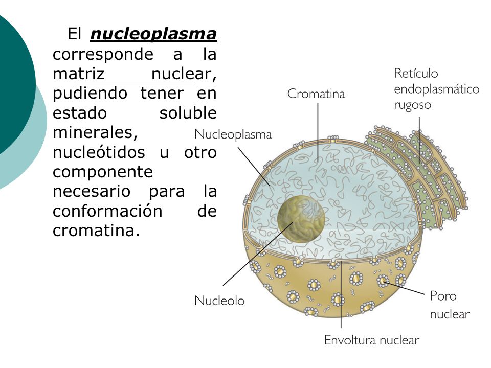 El nucleoplasma corresponde a la matriz nuclear, pudiendo tener en estado soluble minerales, nucleótidos u otro componente necesario para la conformación de cromatina.