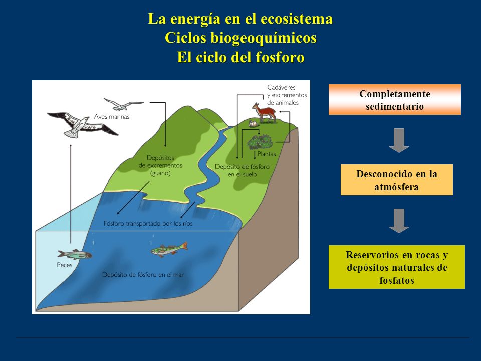 La energía en el ecosistema Ciclos biogeoquímicos El ciclo del fosforo