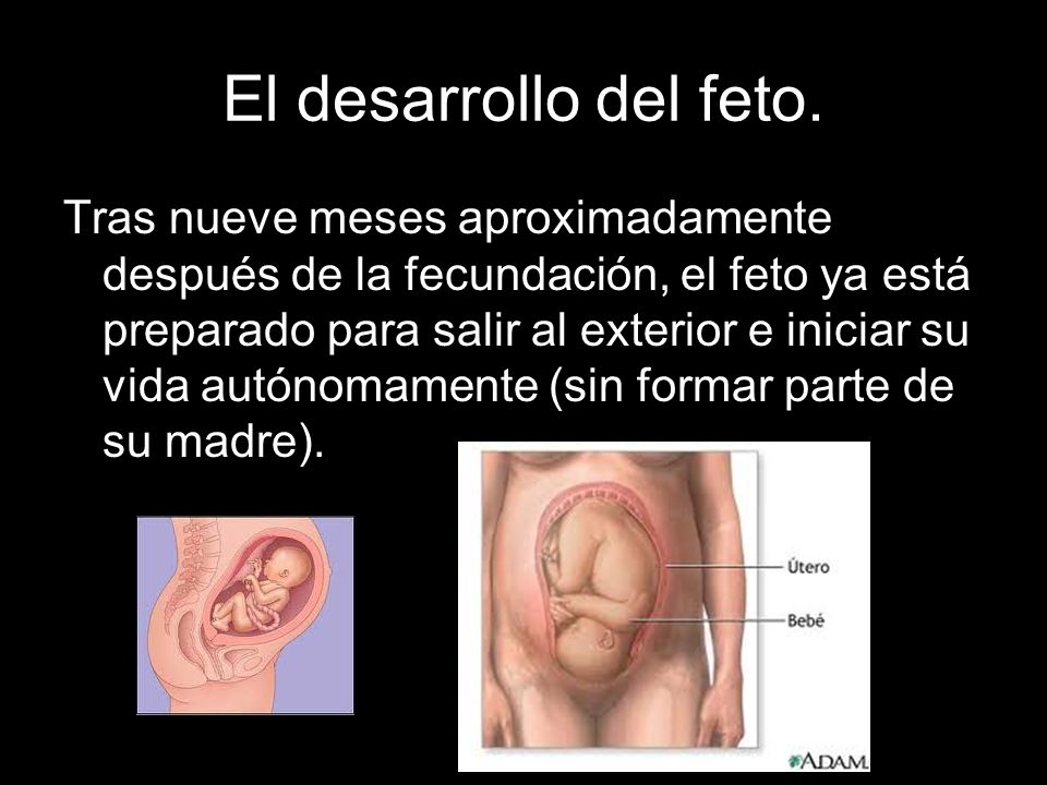 El desarrollo del feto.