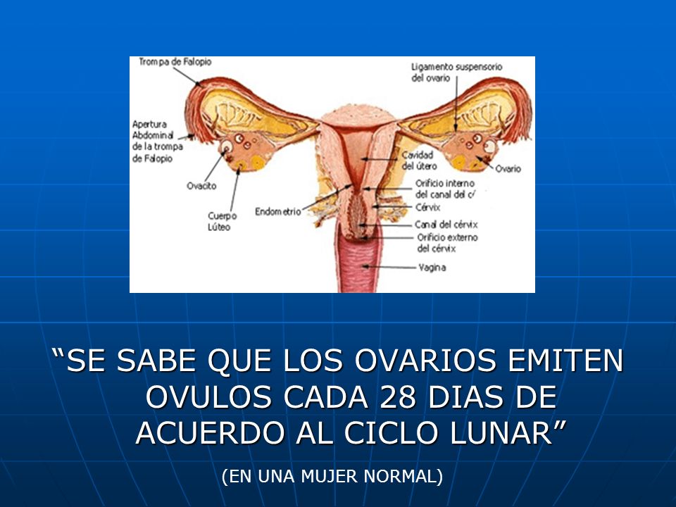 SE SABE QUE LOS OVARIOS EMITEN OVULOS CADA 28 DIAS DE ACUERDO AL CICLO LUNAR