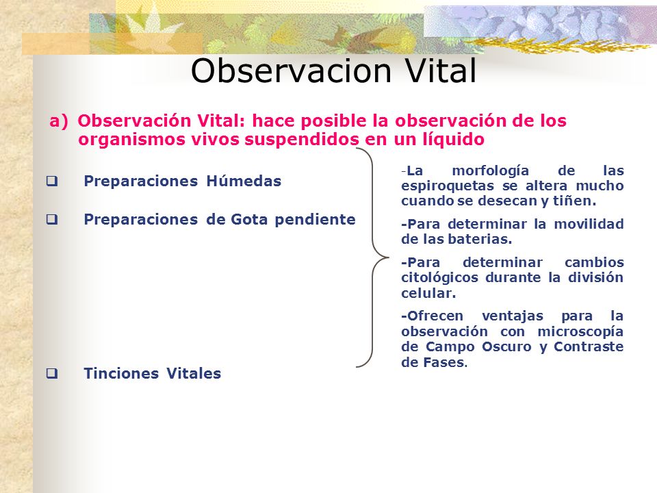 Observacion Vital q Preparaciones Húmedas