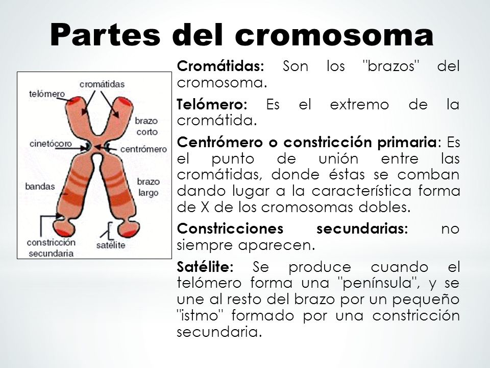 Partes del cromosoma