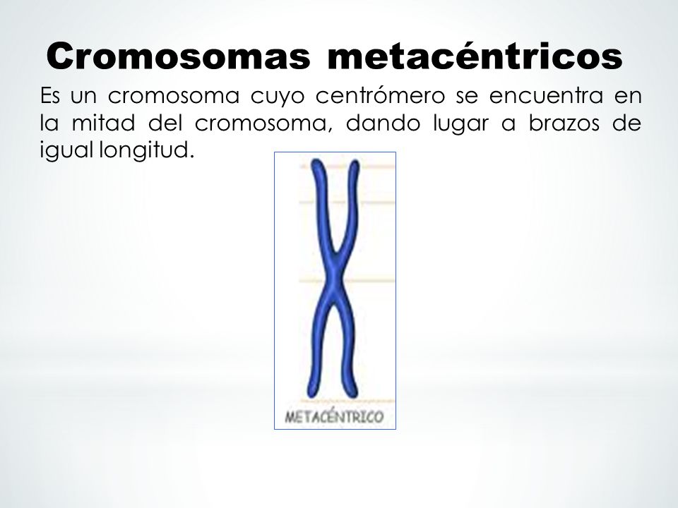 Cromosomas metacéntricos
