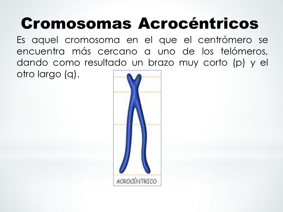 Cromosomas Acrocéntricos