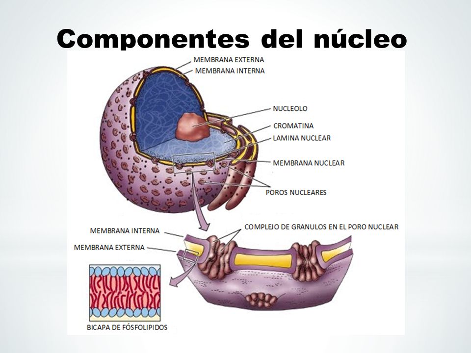 Componentes del núcleo celular